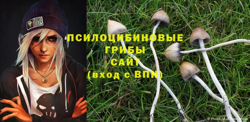 ОМГ ОМГ   Баймак  Галлюциногенные грибы Psilocybe  цена наркотик 